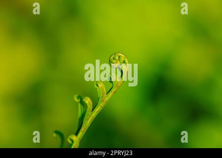 Fern foglie rotolate in natura. Foto Stock