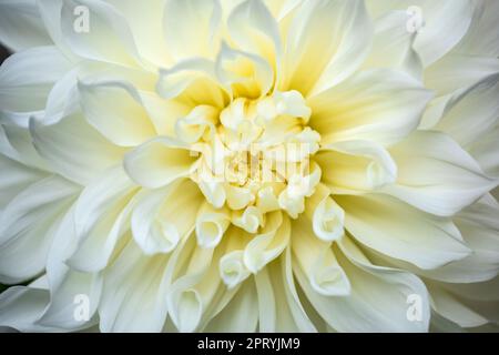 Fiore di dhalia singolo nel giardino di thge Foto Stock