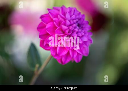 Fiore di dhalia singolo nel giardino di thge Foto Stock