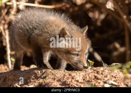 Cuccioli di volpe Foto Stock
