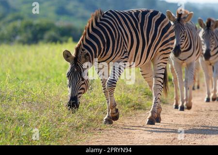 Zebre di Burchell's (Equus quagga burchellii), pastore a piedi sulla strada sterrata, una zebra mangiare erba, Addo Elephant National Park, Eastern Cape, Foto Stock