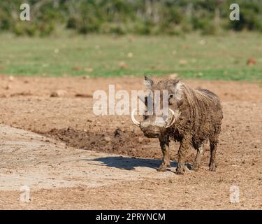 Warthog comune (Phacochoerus africanus), maschio adulto coperto di fango a buca d'acqua, di fronte macchina fotografica, Addo Elephant National Park, Capo orientale, Sud Africa Foto Stock