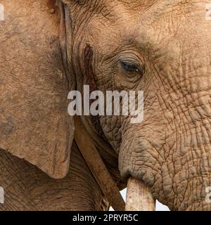 Elefante africano (Loxodonta africana), maschio adulto con collare radio, primo piano della testa, ritratto animale, dettaglio, Parco Nazionale degli Elefanti Addo, Foto Stock