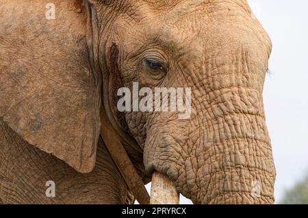 Elefante africano (Loxodonta africana), maschio adulto con collare radio, primo piano della testa, ritratto animale, dettaglio, Parco Nazionale degli Elefanti Addo, Foto Stock