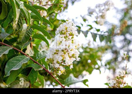 Lagerstroemia bianca indica (mirto di colza) fiori con foglie verdi su rami nel giardino in estate. Foto Stock