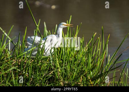 Grande Egret (Ardea alba) alla ricerca di cibo al bordo del fiume in erba verde. Fiume Kwando, Parco Nazionale di Bwabwata, Namibia, Africa Foto Stock