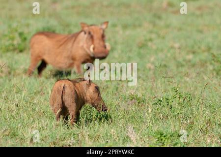 Warthogs comune (Phacochoerus africanus), adulto con giovane foraggio nella prateria, Addo Elephant National Park, Capo orientale, Sudafrica, Africa Foto Stock