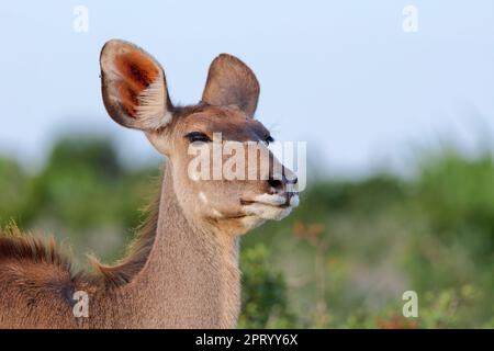 Greater kudu (Tragelaphus strepsiceros), donna adulta, ritratto animale, Addo Elephant National Park, Capo Orientale, Sudafrica, Africa Foto Stock