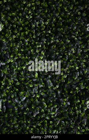 Green ivy cresce lungo la parete. Texture di densi canneti del vitigno selvatico Foto Stock