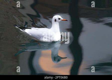 Uccello bianco con punto nero che si riflette nell'acqua Foto Stock