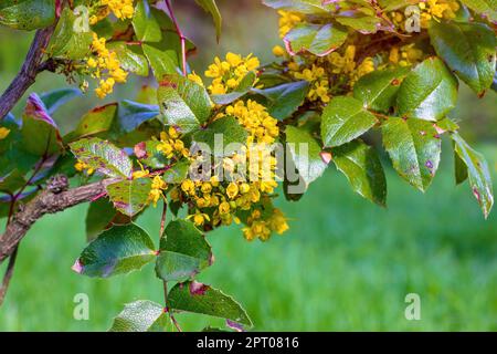 Giallo brillante Mahonia aquifolium Pursh Nutt fiori mazzo con foglie verdi in giardino in estate. Foto Stock