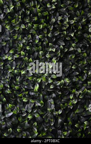 Green ivy cresce lungo la parete. Texture di densi canneti del vitigno selvatico Foto Stock