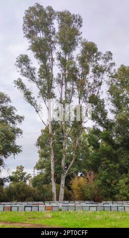 Alveari messi in una foresta di eucalipti. Il miele di eucalipto è uno dei più apprezzati Foto Stock