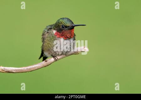 Un colibrì maschio dalla gola di rubino arroccato su un ramo Foto Stock