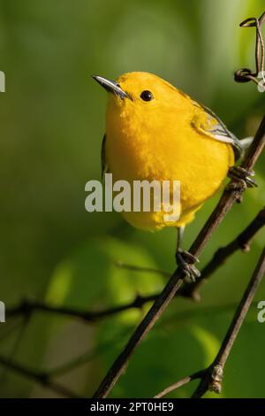 Un protonotaio arroccato su un ramo. Foto Stock