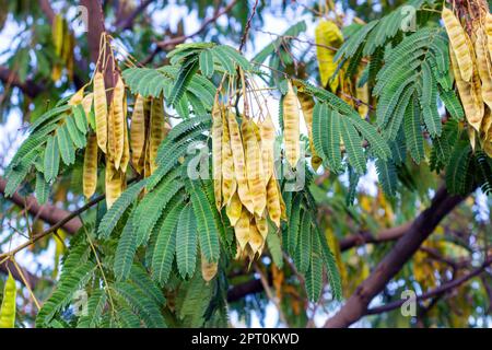 Foglie di verde brillante e baccelli di semi di macchia di Miele (Gleditsia Triacanthos) nel giardino botanico in primo piano estivo. Foto Stock