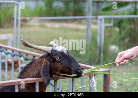 Una bella capra cornuta stava mangiando l'erba che una mano umana stava raggiungendo fuori. Sulla fattoria durante il giorno lo sfondo è un recinto ed erba sfocata Foto Stock