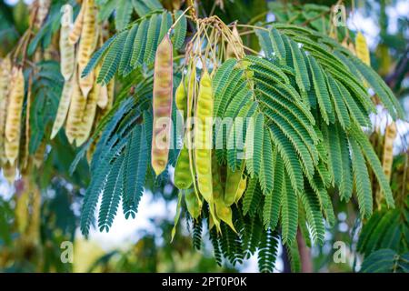 Foglie di verde brillante e baccelli di semi di macchia di Miele (Gleditsia Triacanthos) nel giardino botanico in primo piano estivo. Foto Stock