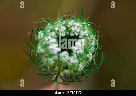 Primo piano del fiore di apertura della pianta di Heracleum. Gemma di fiori di alghe. Pianta di erbaccia. Campo Heracleum selvaggio. Vegetazione prato. Foto macro Foto Stock