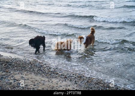 Goldendoodle e cani pastore australiani che giocano in mare. Frolicking in acqua con un sacco di divertimento. Foto degli animali sulla spiaggia Foto Stock