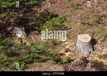 Recentemente tagliato e vecchio ceppo di albero in foresta Foto Stock