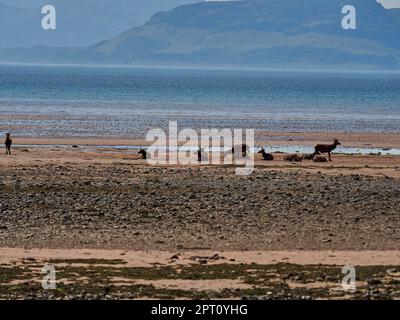Un gruppo di cervi di guardia si è riunito sulla spiaggia di Applecross, lungo la costa settentrionale della Scozia. Foto Stock