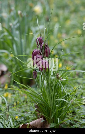 Fiori primaverili viola a scacchi di Snake's Head fritillary Fritillaria meleagris nel giardino britannico di aprile Foto Stock