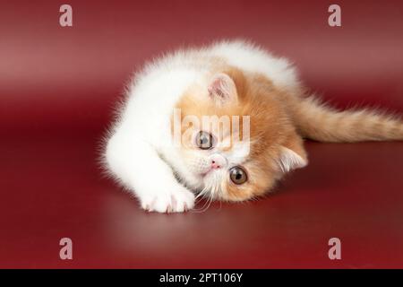 piccolo bel gattino rosso esotico su uno sfondo di borgogna in studio. Il gattino persiano è di colore rosso con bianco Foto Stock