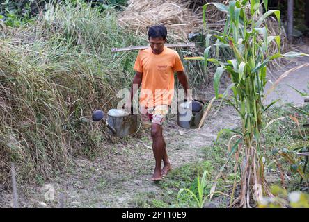 Uomo birmano che trasporta acqua dal fiume Irrawaddy al villaggio con lattine d'acqua durante l'onda di caldo del Sud-est asiatico, vegetazione secca, Myanmar (Birmania) Foto Stock