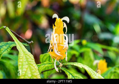 Giallo brillante Pachystachys Lutea Nees (Lollypops, candele d'oro, pianta di gamberi d'oro, pianta di lecca, pianta di gamberi gialli) fiore con foglie verdi i Foto Stock