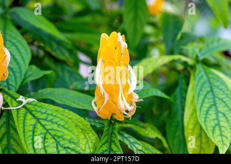 Giallo brillante Pachystachys Lutea Nees (Lollypops, candele d'oro, pianta di gamberi d'oro, pianta di lecca, pianta di gamberi gialli) fiore con foglie verdi i Foto Stock