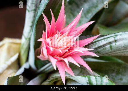 Luminoso rosa tropicale Aechmea fasciata Baker fiore fioritura su verde foglie sfondo in estate. Foto Stock