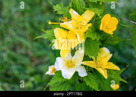 Rosa cinese giallo brillante (Kerria japonica Pleniflora) fiori in primavera nel giardino primo piano. Foto Stock