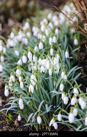 I fiori bianchi di gocce di neve comuni (Galanthus nivalis), Staffordshire, Inghilterra, Regno Unito Foto Stock