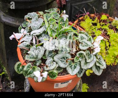 Una pianta di ciclamino rosa pallido/bianco, un perenne tuberoso duro, coperto di gelo in inverno, che cresce in una pentola fuori, Inghilterra, Regno Unito Foto Stock