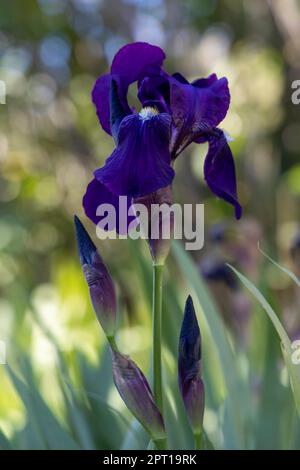 Wild Iris germanica nel dipartimento francese di Aude Foto Stock