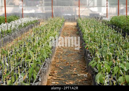 Serra su avocado piantagione fattoria, molto di semi e piante di avocado crescente, germoglio di avocado fresco giovane con foglie cresce da semi che piantano nel Foto Stock
