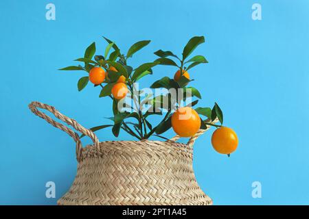 Giovane mandarino o kumquat albero con frutta in una pentola di vimini su uno sfondo blu primo piano Foto Stock