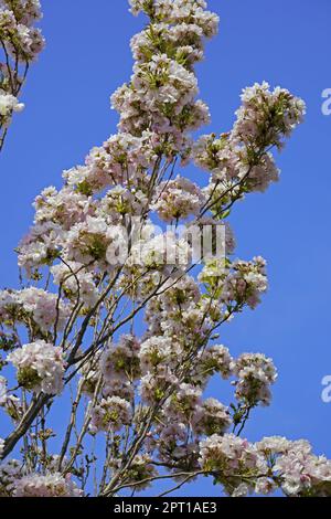 Ciliegio giapponese in piena fioritura, particolare, Prunus serrulata, Rosaceae Foto Stock