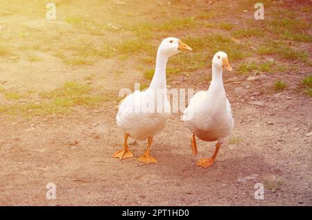 Una coppia di divertenti oche bianche sono a piedi lungo la sporca cortile erboso Foto Stock