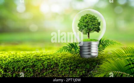 La lampadina si trova all'interno con le foglie e la foresta di alberi vengono alla luce. Concetti di conservazione ambientale e il riscaldamento globale impianto g Foto Stock