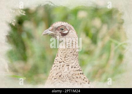 Dipinto digitale in acquerello ritratto di un fagiano comune femminile, Phasianus colchicus della famiglia Phasianidae. Foto Stock