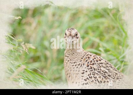 Dipinto digitale in acquerello ritratto di un fagiano comune femminile, Phasianus colchicus della famiglia Phasianidae. Foto Stock