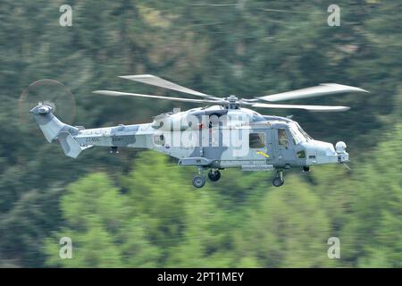 Elicottero Wildcat Foto Stock