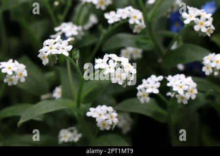 Bianco fiorente Forget-Me-Nots. Forget-Me-non fiore in natura Foto Stock