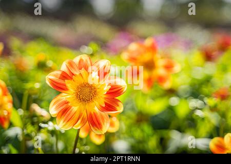 Fuoco selettivo su testa di Dahlia arancione, giallo e rosso, è un genere di piante perenni di macchia, tuberosa, erbacea con sfondo colorato sfocato Foto Stock