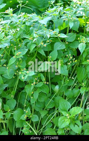 Una delle specie di erbacce fiorisce nel campo - galinsaa parviflora Foto Stock