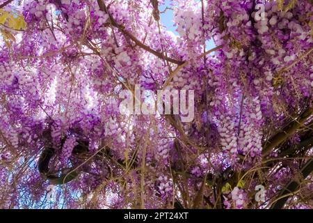 Guardando in alto verso mazzetti di wisteria cinese viola appesi all'albero. Foto Stock