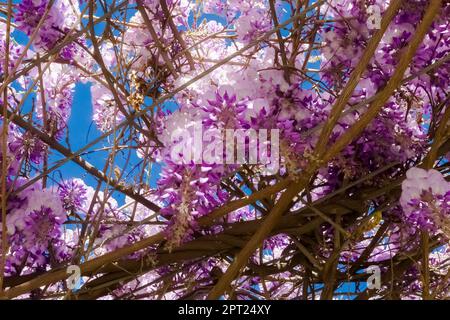 Guardando in alto verso mazzetti di wisteria cinese viola appesi all'albero. Foto Stock