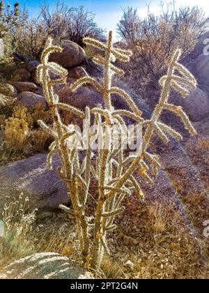 Albero retroilluminato Cholla Cactus nei Monti Sandia di Albuquerque, New Mexico Foto Stock